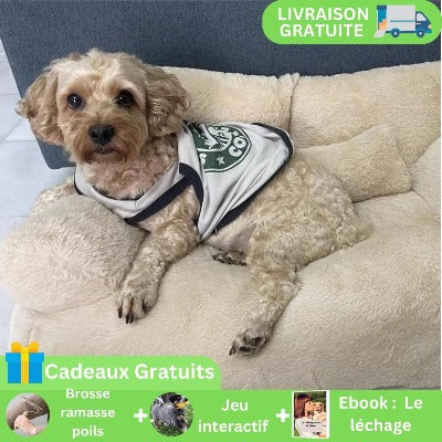 canape-pour-chien-petit-chien