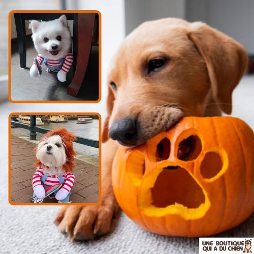 déguisement-chien-halloween-costume-fête