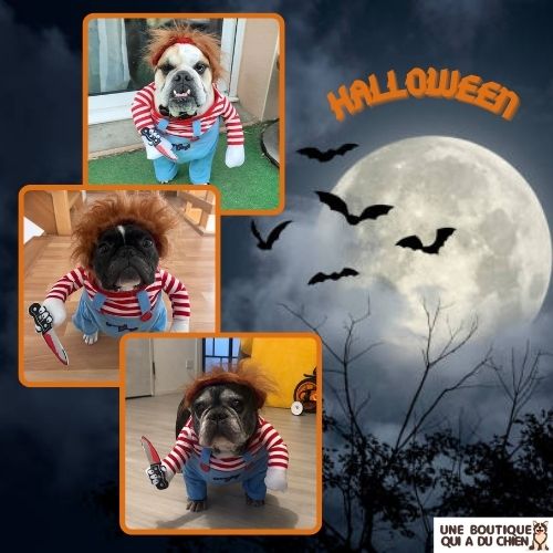 déguisement-chien-halloween-fête-rires