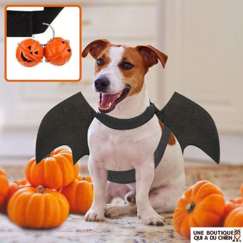 deguisement-chien-halloween-grelot-citrouille