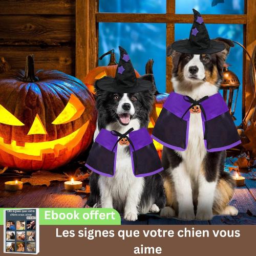 déguisement-chien-halloween-sorcier-magie