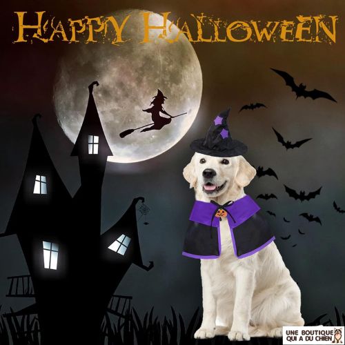 déguisement-chien-halloween-sorcier