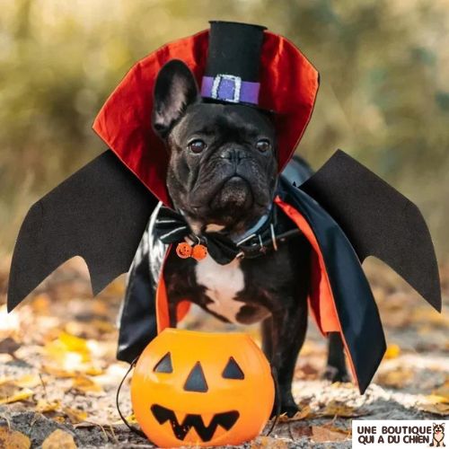 deguisement-chien-halloween-vampire-festivites