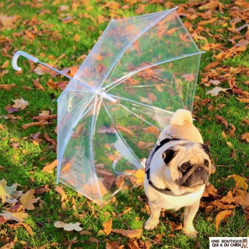 laisse-chien-parapluie-carlin-design-pratique