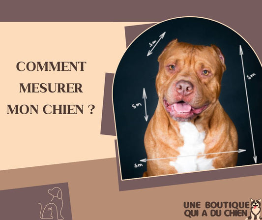 COMMENT MESURER MON CHIEN ?