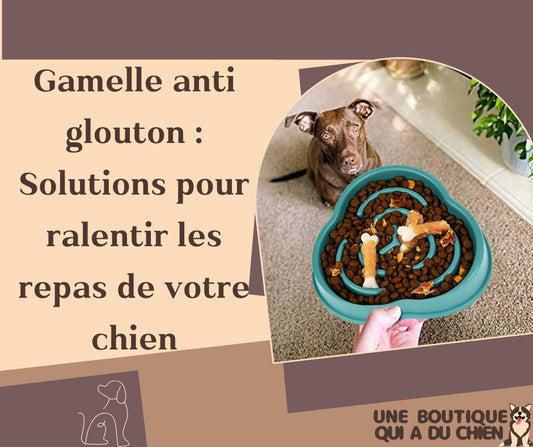 Gamelle anti glouton : Solutions pour ralentir les repas de votre chien