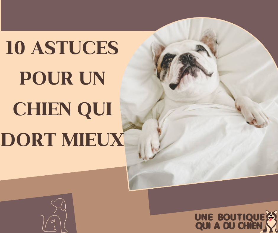 10 ASTUCES POUR UN CHIEN QUI DORT MIEUX