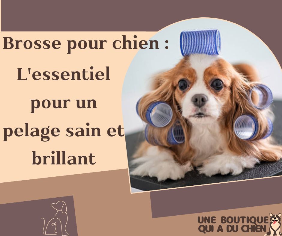 brosse-pour-chien-démêlante-choisir