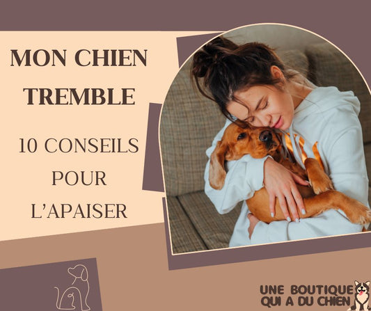 MON CHIEN TREMBLE : 10 CONSEILS POUR L'APAISER