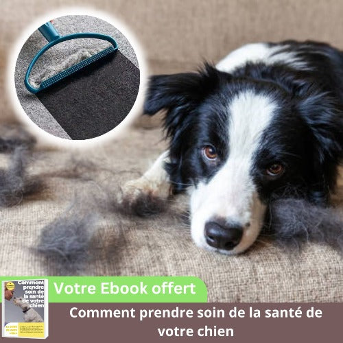 brosse-anti-poil-chien-bleu