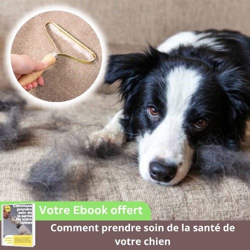 brosse-anti-poil-chien-bois