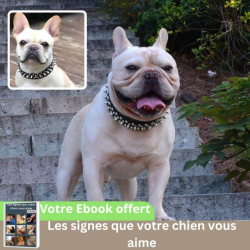 collier-chien-accessoire-cuir-clous