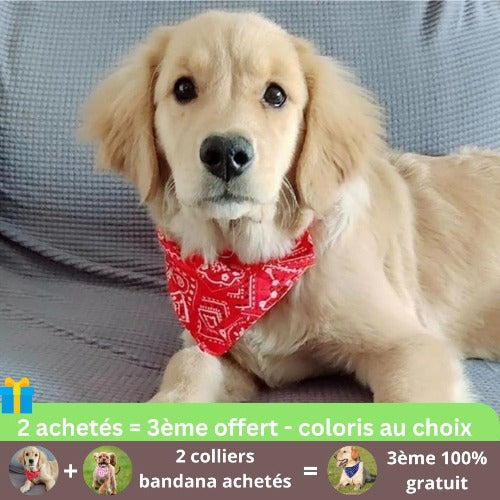 collier-chien-bandana-accessoire