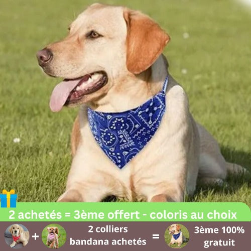 collier-chien-bandana-bleu