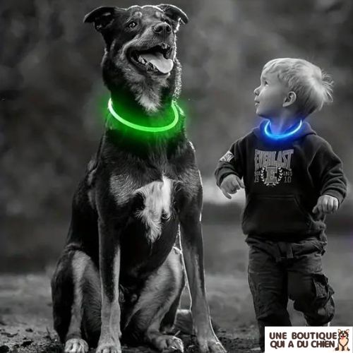 collier-chien-lumineux-obscurite-ajustable