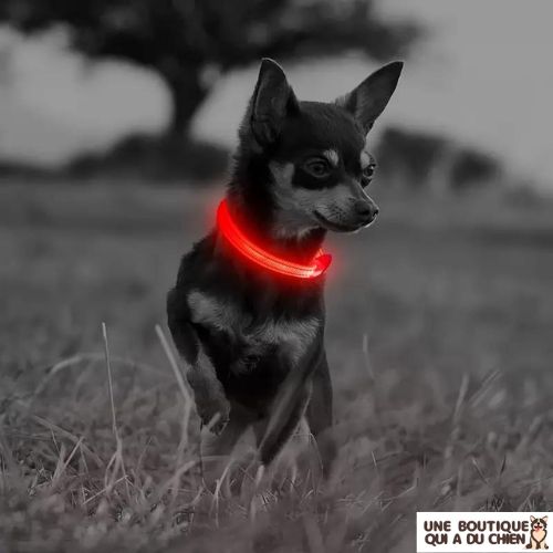 collier-chien-lumineux-rouge-rechargeable