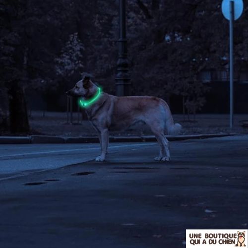 collier-chien-lumineux-vert-nuit-visibilite