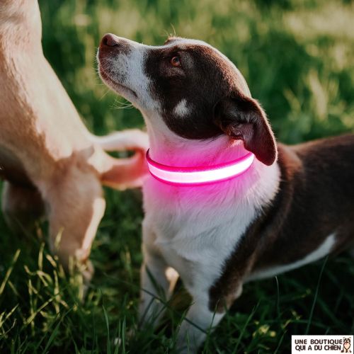 collier-lumineux-chien-autonomie-securite