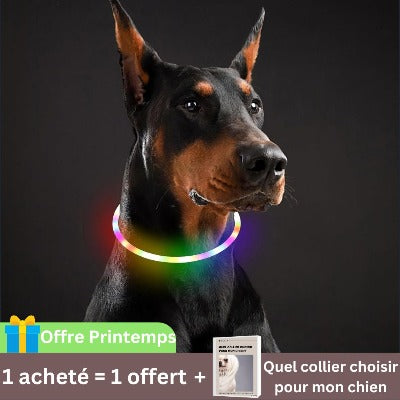 collier-lumineux-chien-multicouleur-usb