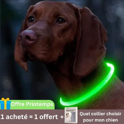 collier-lumineux-chien-vert-usb