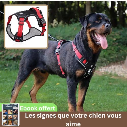 harnais-chien-noir-ajustable