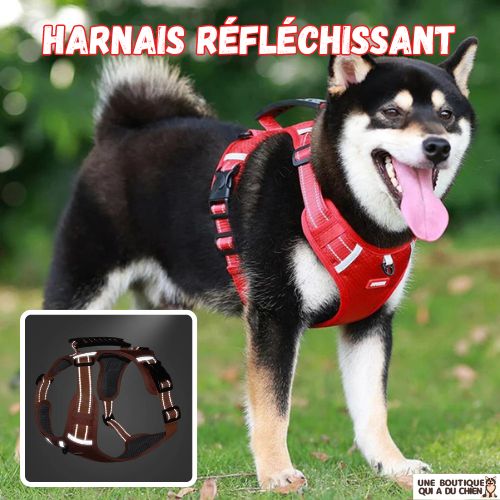 harnais-chien-reflechissant-prévention