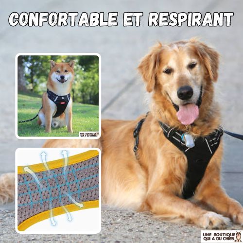 harnais-chien-respirant-confort