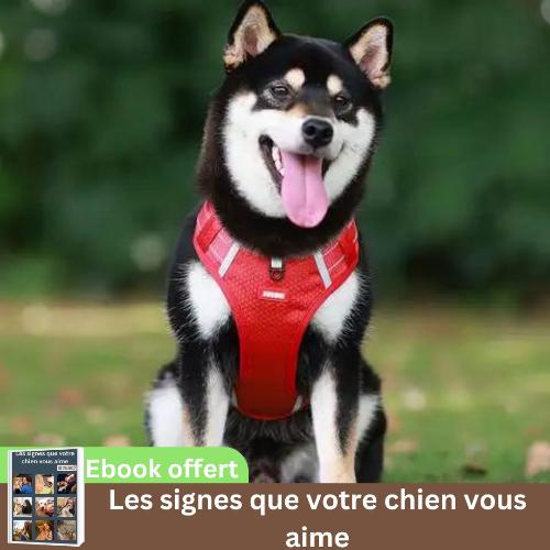 harnais-chien-rouge-reglable