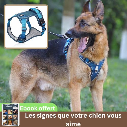 harnais-chien-turquoise-ajustable