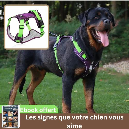 harnais-chien-violet-ajustable