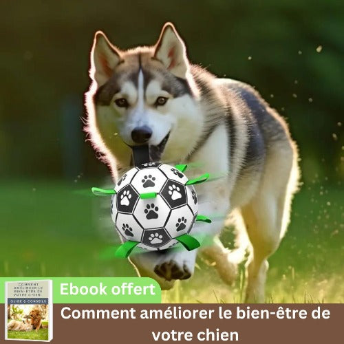 jouet-pour-chien-ballon-extérieur