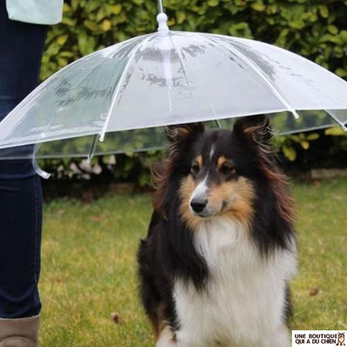 laisse-chien-parapluie-elegance-peur-pluie