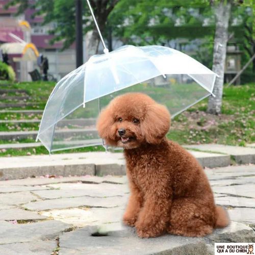 laisse-chien-parapluie-integre-elegant-design