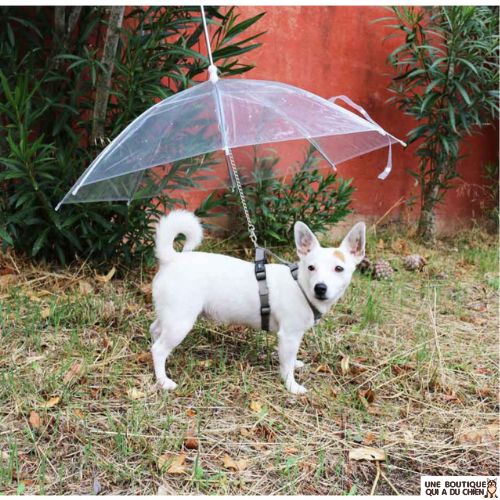 laisse-chien-parapluie-mouille-odeur-chien