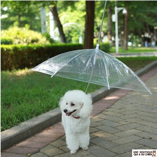 laisse-chien-parapluie-originale-elegant