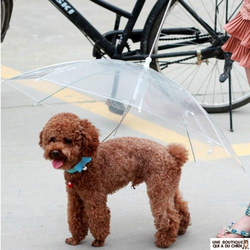 laisse-chien-parapluie-transparent-imperméable