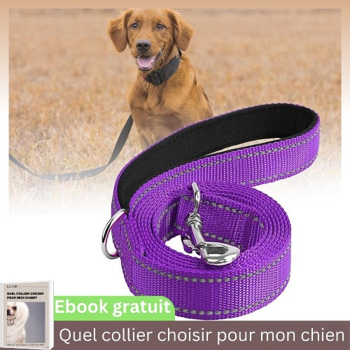 laisse-pour-chien-violet-sécurité