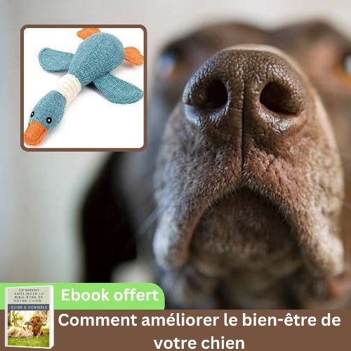 peluche-pour-chien-bleu-mâcher