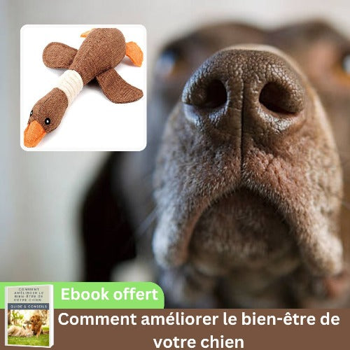 peluche-pour-chien-brun-mâcher