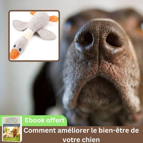 peluche-pour-chien-gris-mâcher